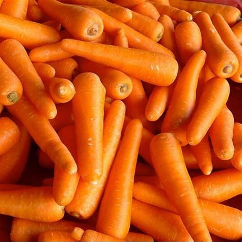 FRESH CARROTS