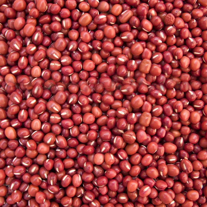 Red Sorghum – All Essential Global Supply